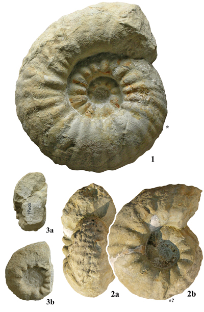 Pl. 11