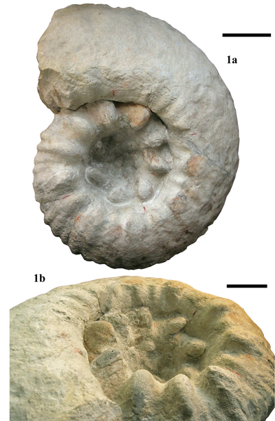 Pl. 19