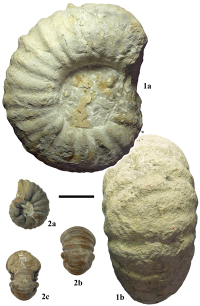 Pl. 30
