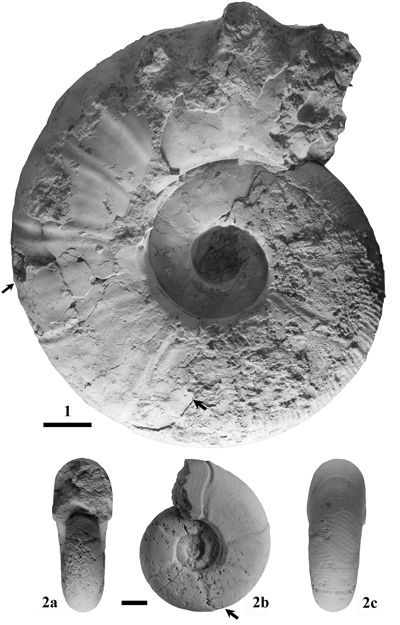 Pl. 1