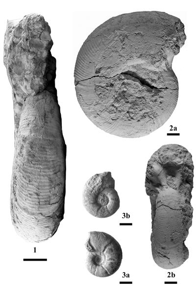 Pl. 2