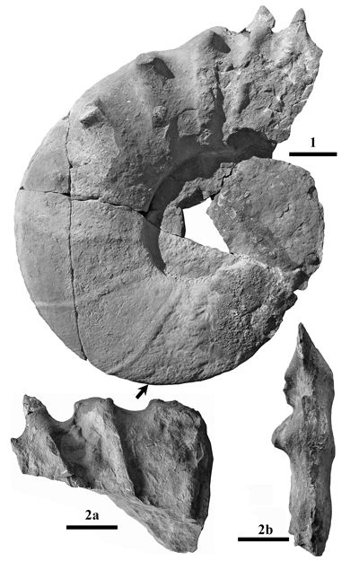 Pl. 3