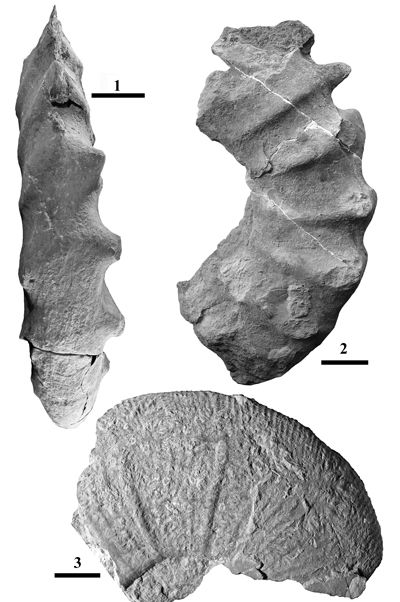 Pl. 4