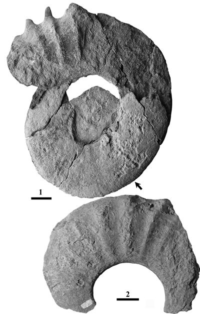 Pl. 6