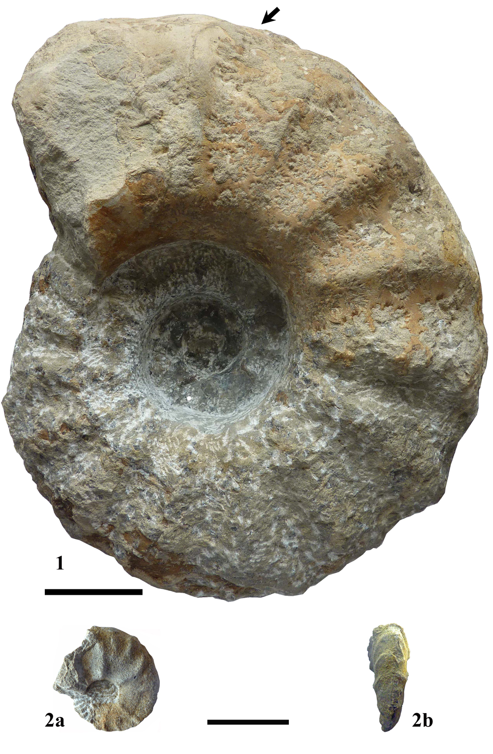 Pl. 1