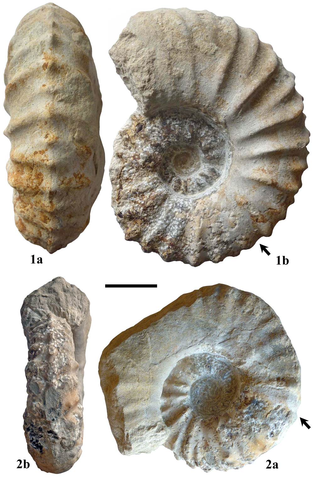 Pl. 3
