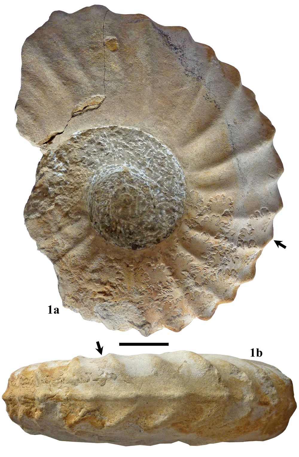 Pl. 4