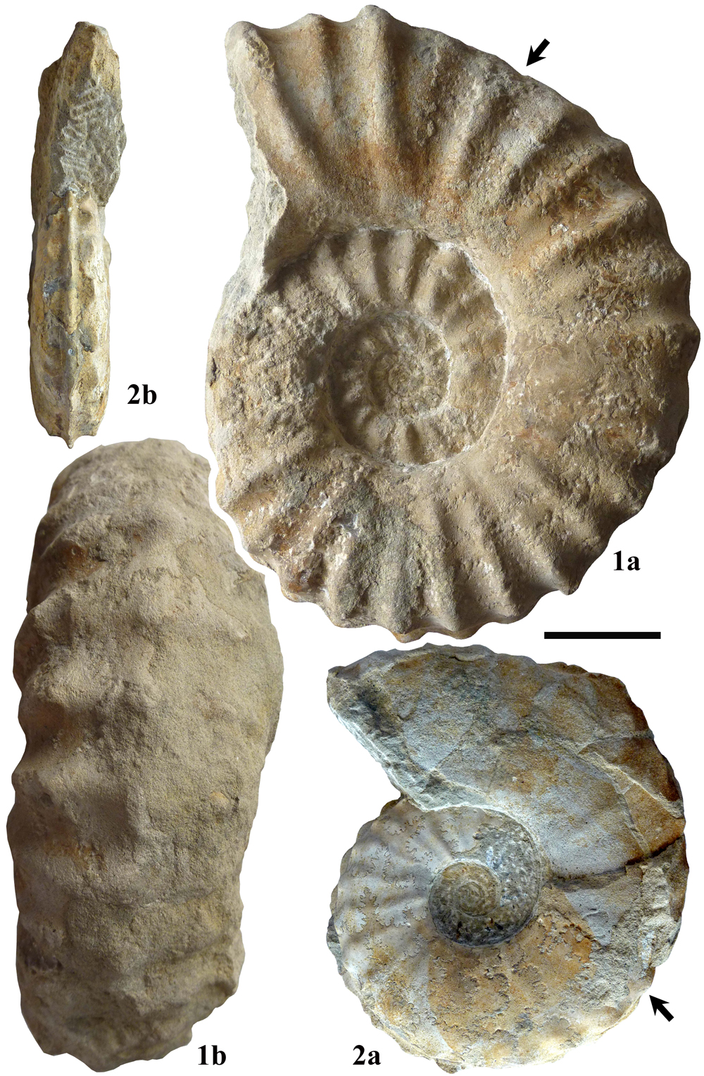 Pl. 6