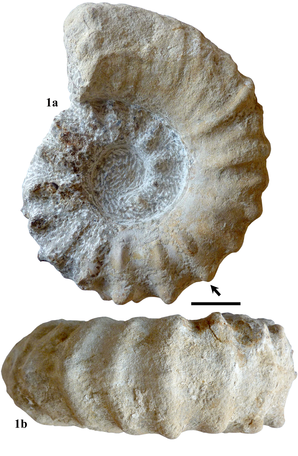 Pl. 7