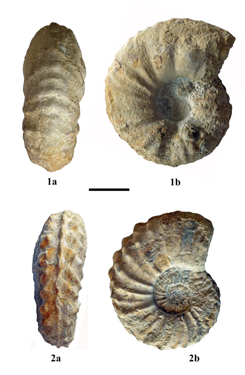 Pl. 8