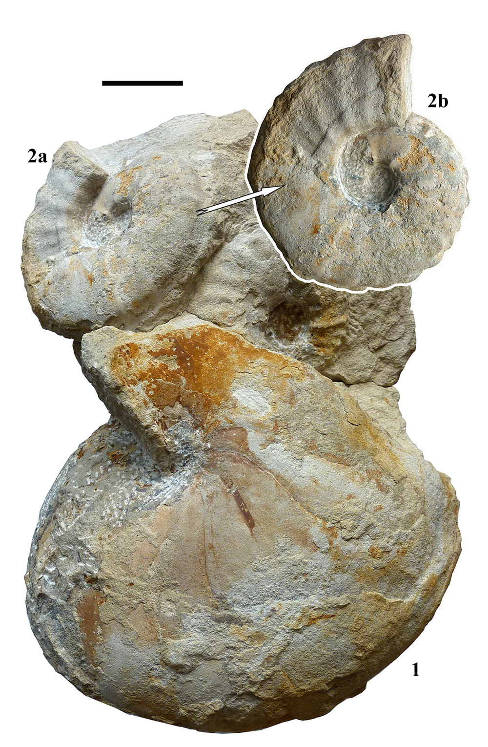 Pl. 9