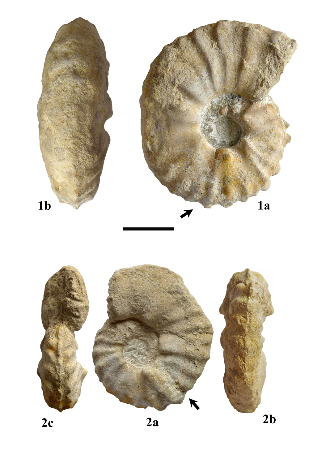Pl. 10