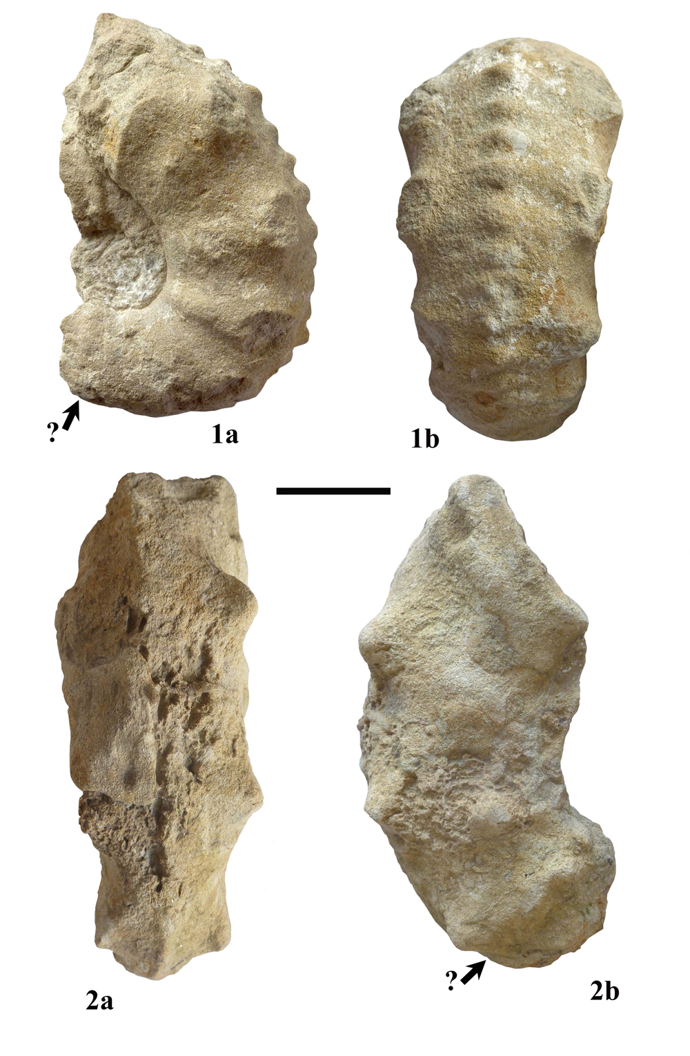 Pl. 11
