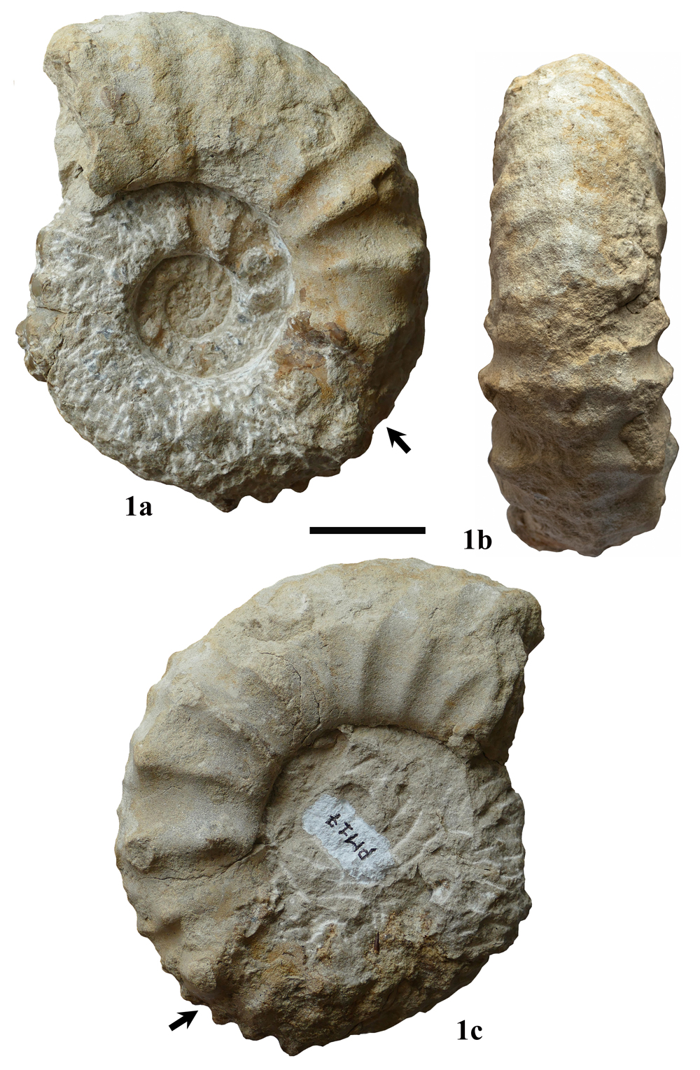Pl. 12