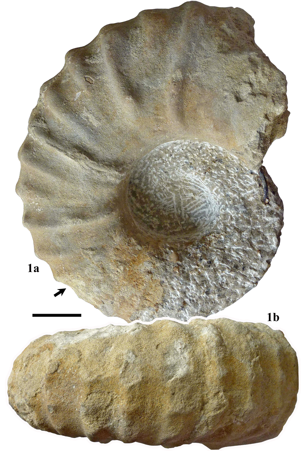 Pl. 13
