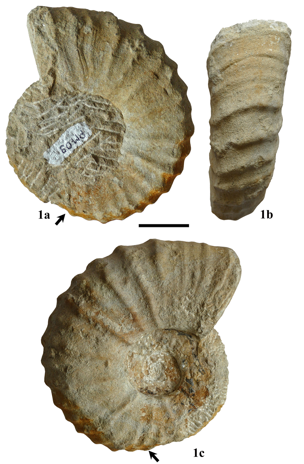 Pl. 14
