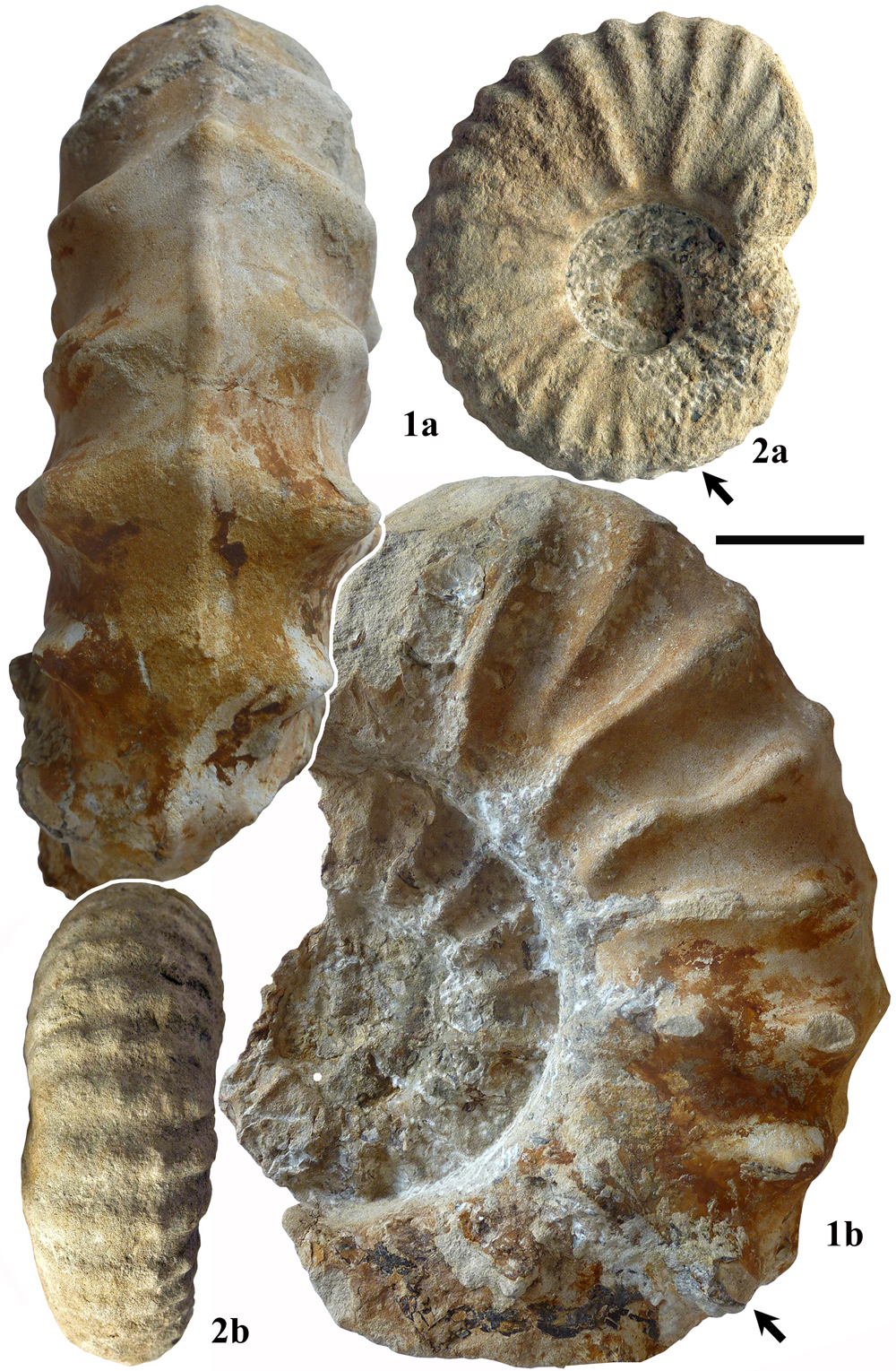 Pl. 16
