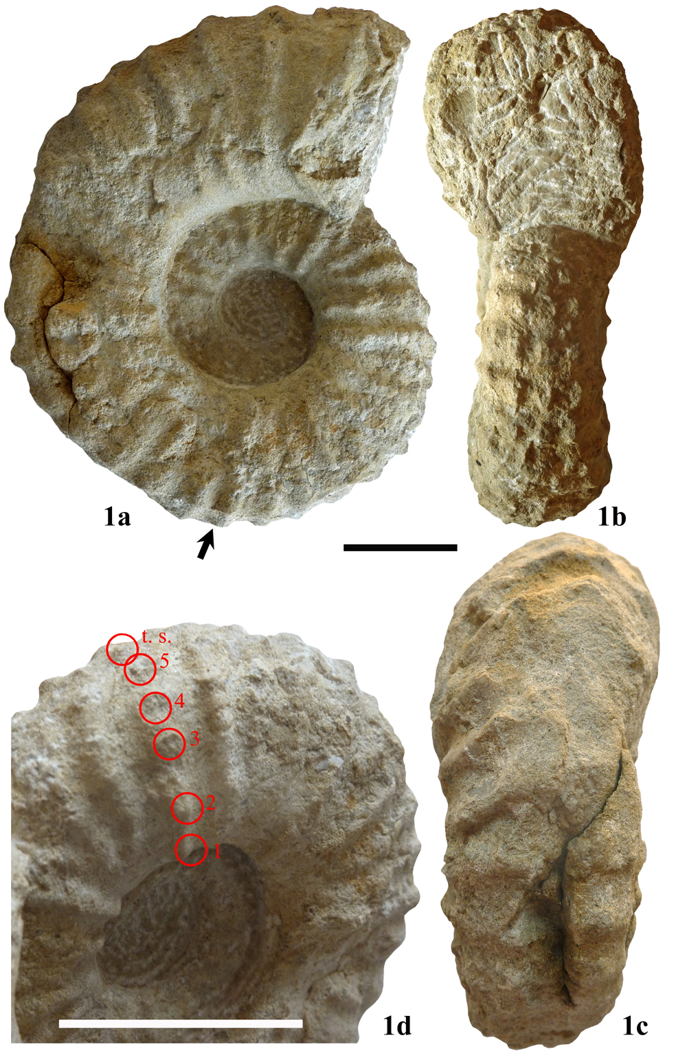 Pl. 17
