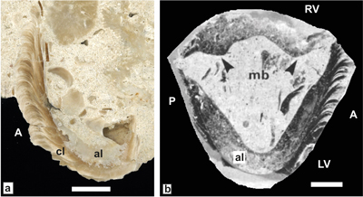 Fig. 5