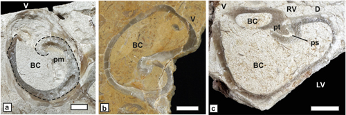 Fig. 7