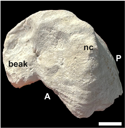 Fig. 8