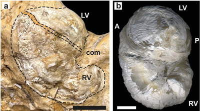 Fig. 10