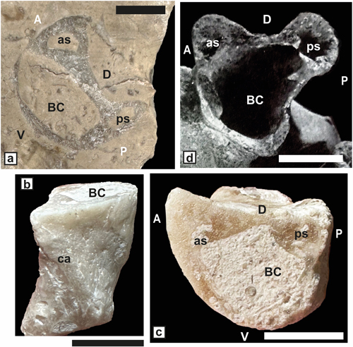 Fig. 11