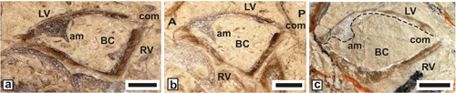 Fig. 12