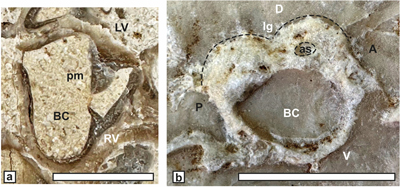 Fig. 13