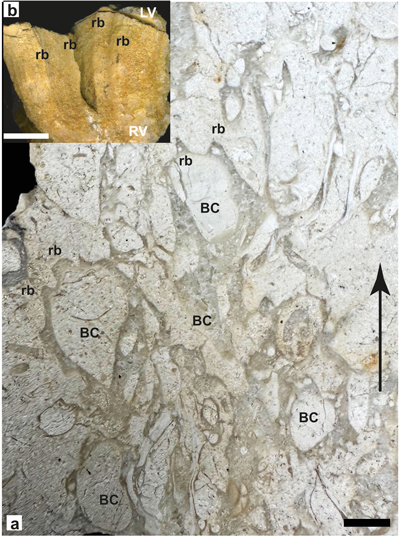 Fig. 14