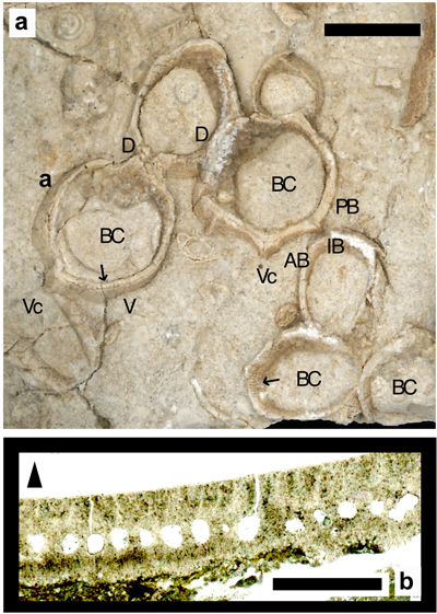 Fig. 15