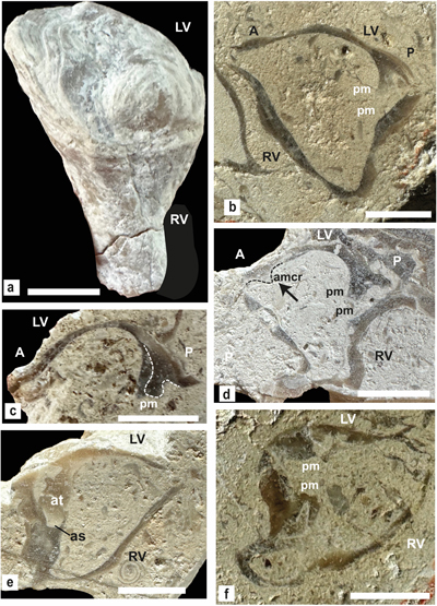 Fig. 16