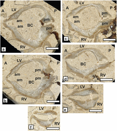 Fig. 17