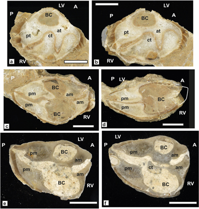 Fig. 18