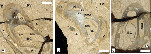 Fig. 19
