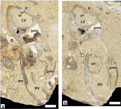 Fig. 20