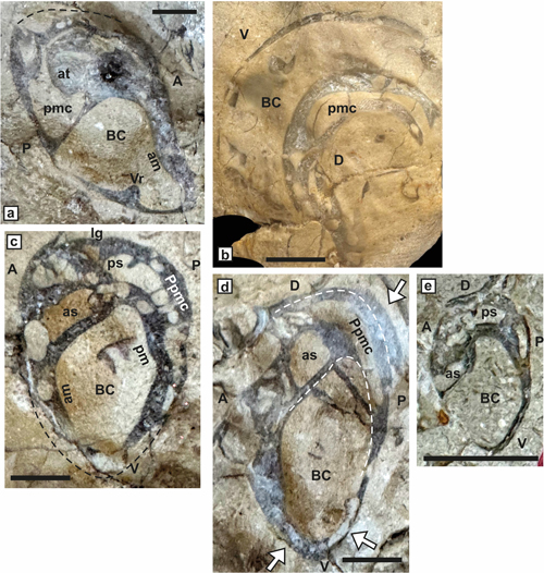 Fig. 21