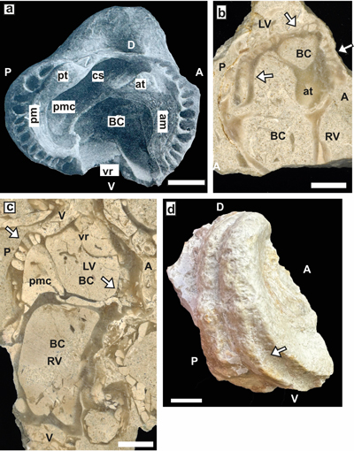 Fig. 22