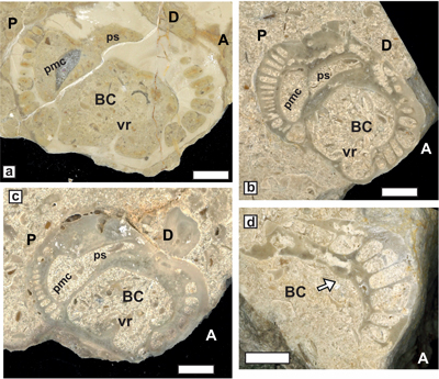 Fig. 23