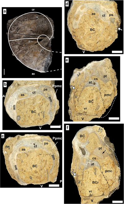 Fig. 24