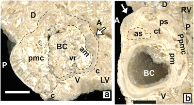 Fig. 25