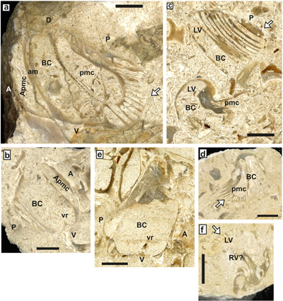 Fig. 26
