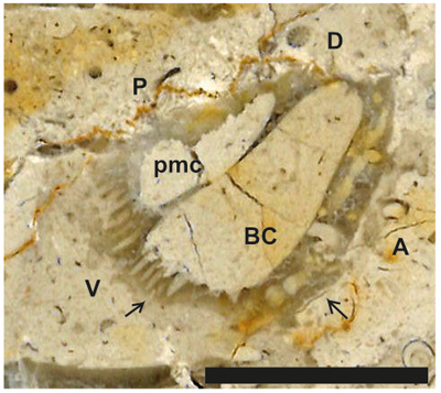Fig. 27