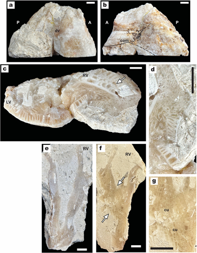 Fig. 28