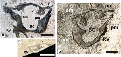 Fig. 29