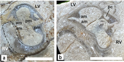 Fig. 30