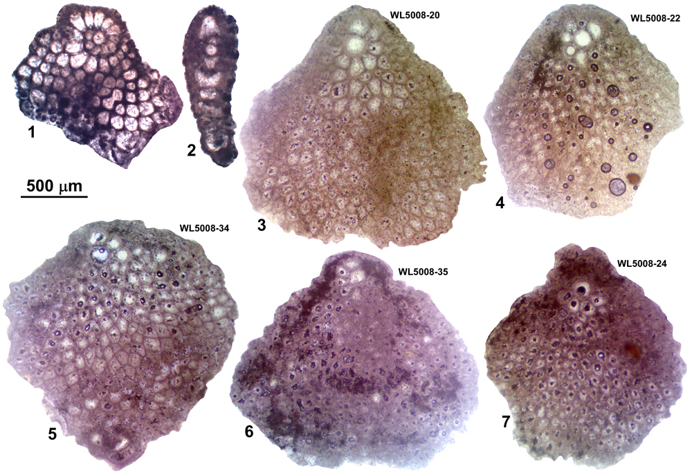 Fig. 7
