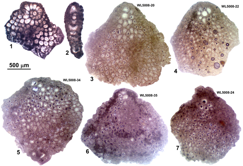 Fig. 7