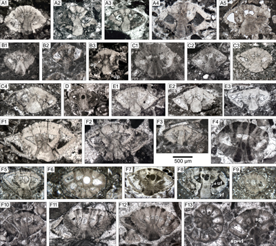 Fig. 8