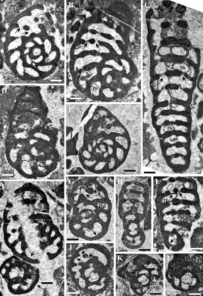 Fig. 8